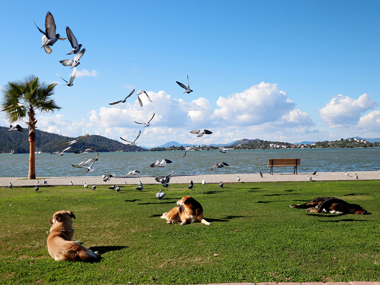 Muğla’da Sokağa Çıkma Kısıtlaması Sessizliği